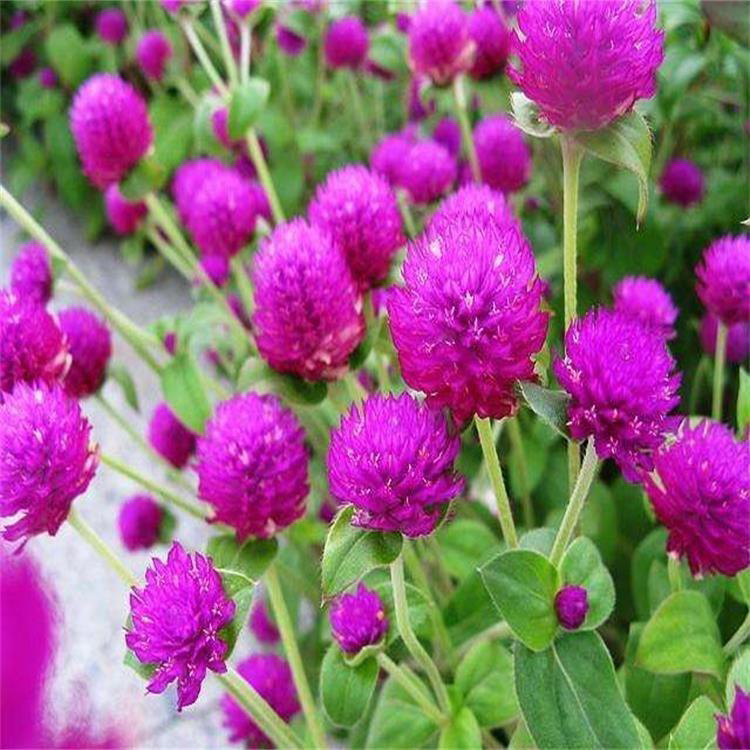 湖北千日红批发  绿化用时令草花 千日红小苗价格
