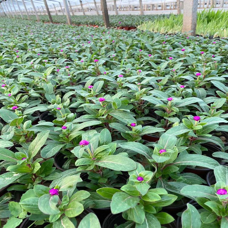 吉林千日红 绿化用时令草花 千日红批发