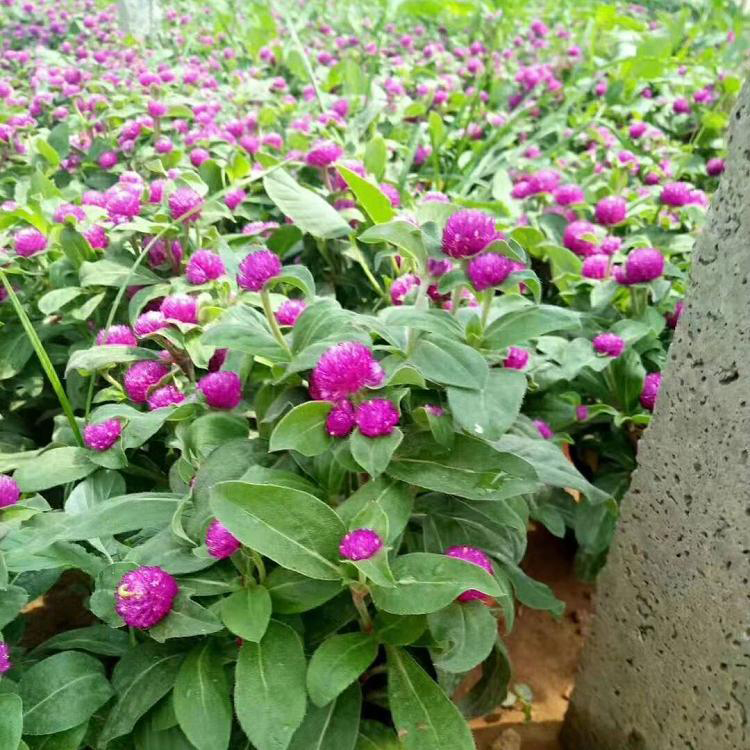 安徽千日红 绿化用时令草花 千日红种子价格