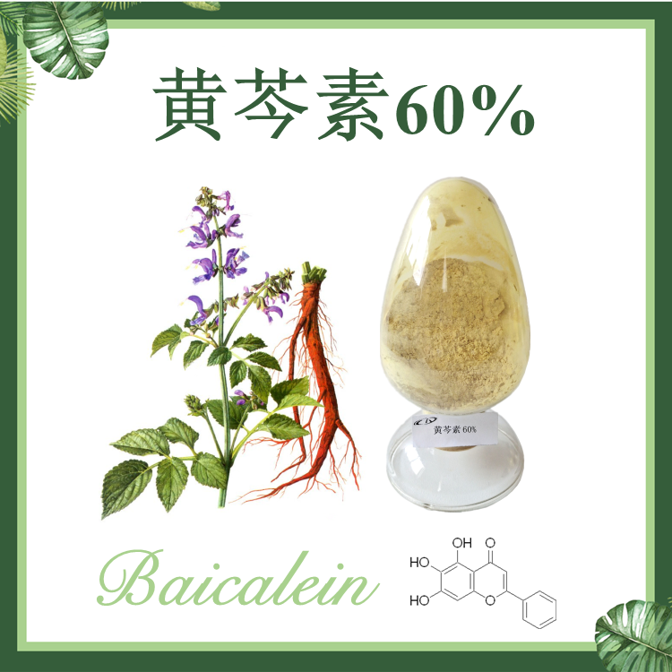 【慈缘生物 SC厂家】黄芩素60% Baicalein