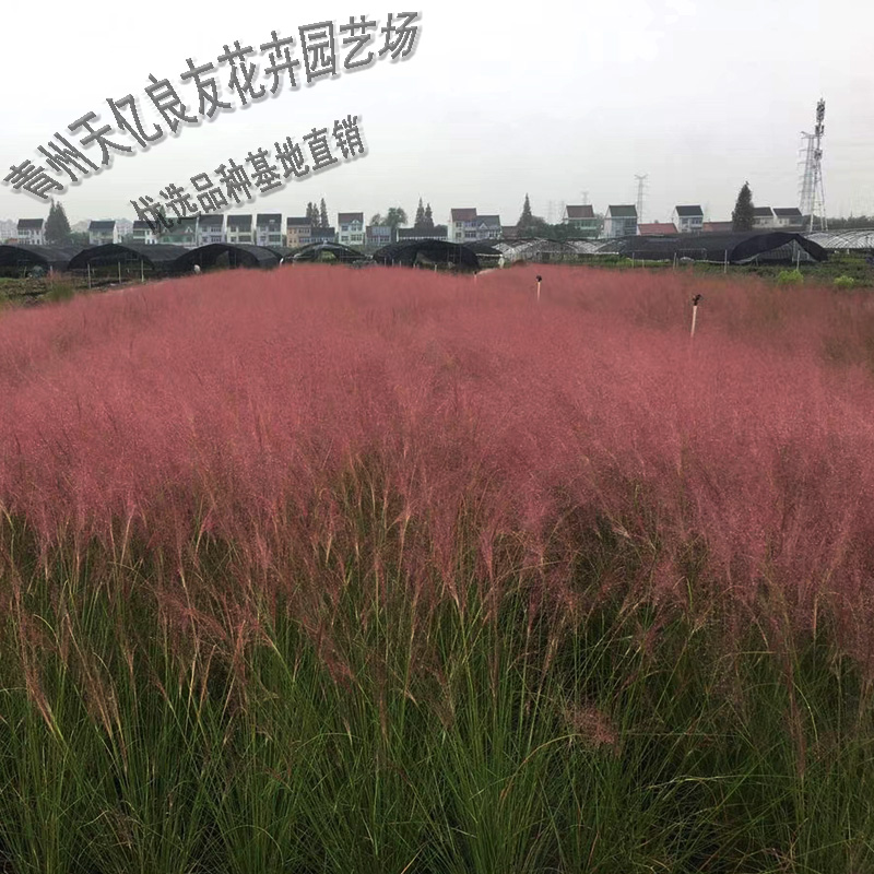 粉黛乱子草 粉黛乱子草价格 粉黛乱子草种植基地
