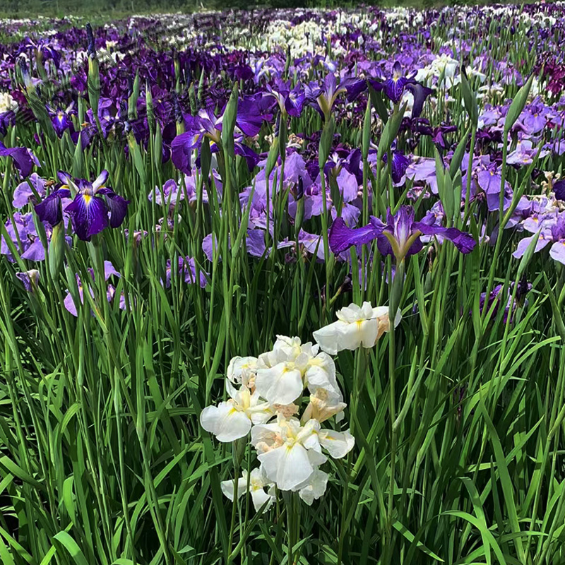 鸢尾 鸢尾价格 鸢尾种植基地
