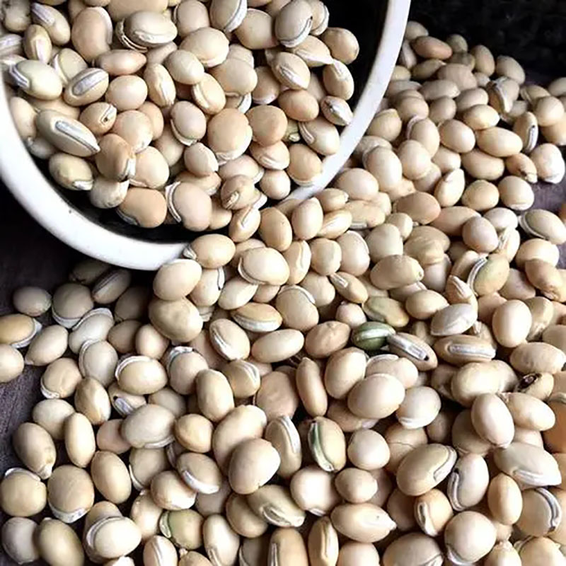 白扁豆厂家直销 白扁豆中药材购销 白扁豆批发加工 白扁豆批发价格