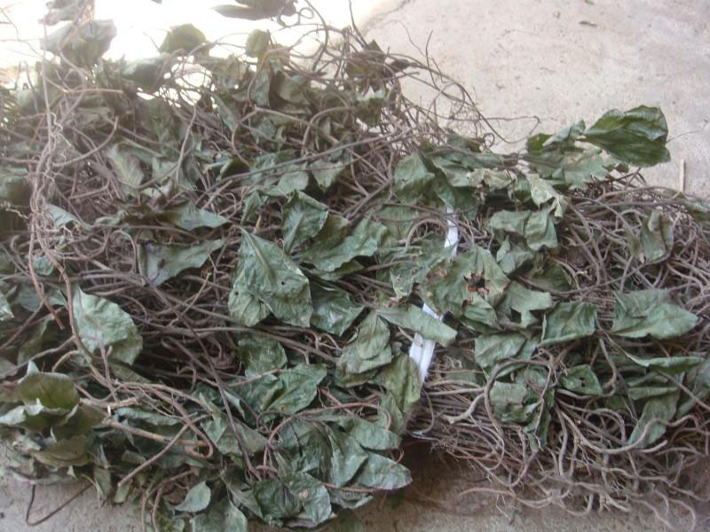 矮地茶厂家直销 符和药典矮地茶 批发价格矮地茶 药材供应矮地茶 矮地茶价格