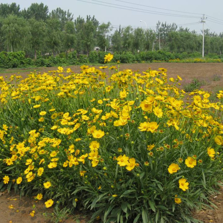 公园美化用大花金鸡菊   金鸡菊小苗批发商  山东文婷