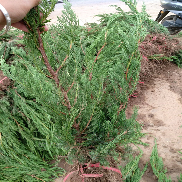 街道两侧绿化小龙柏 基地苗圃推荐小龙柏 江瑞承接道路绿化工程施工