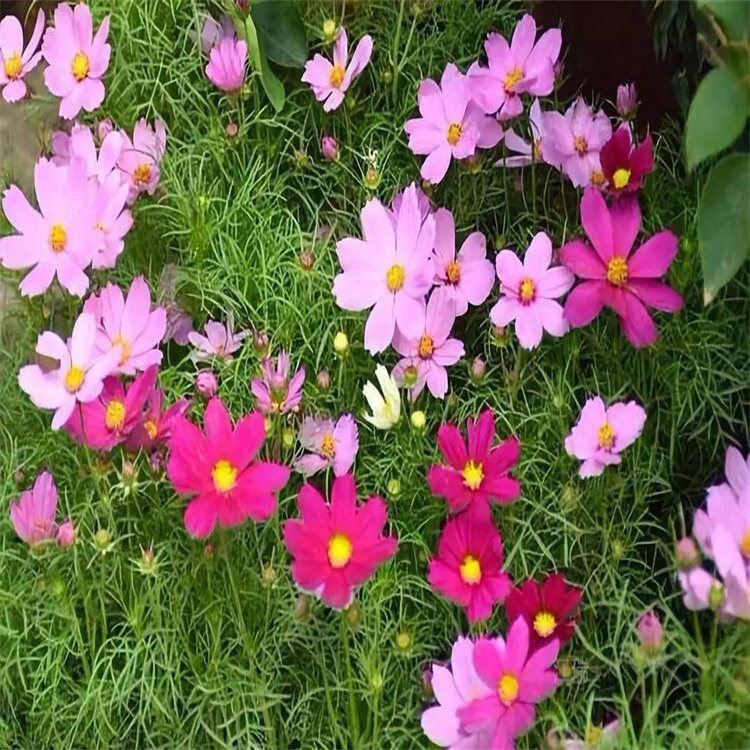上海波斯菊销量好 花境景观花卉格桑花 质优价廉 欢迎询价