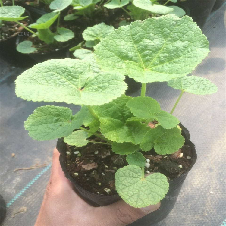 蜀葵农户价格 重瓣蜀葵小苗 蜀葵现货上车价 花期长