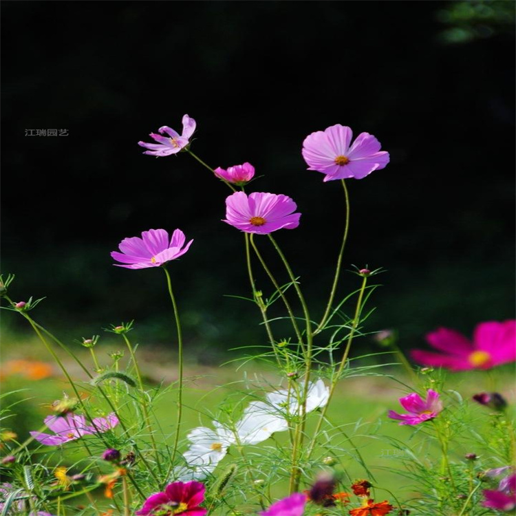 格桑花农户价格 格桑花花海 江瑞花卉 量大更优惠