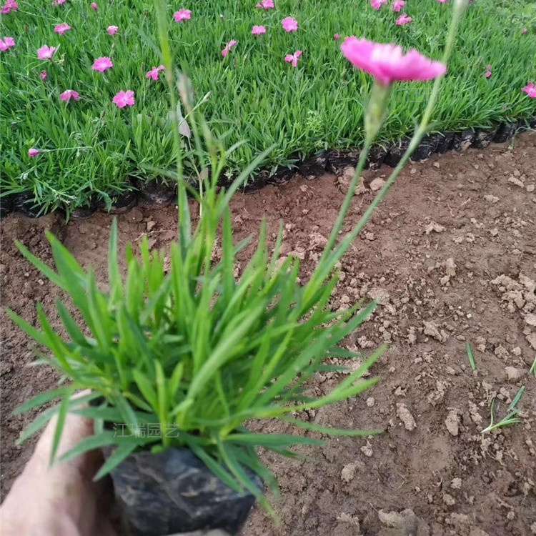河北欧石竹销量好 欧石竹花海 江瑞园艺 量大更优惠