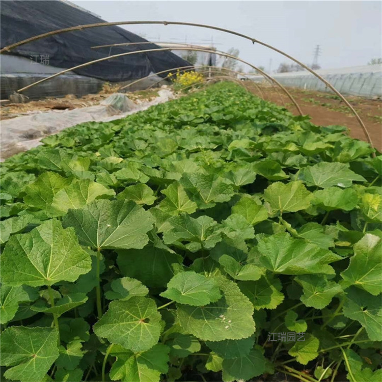 蜀葵花海工程苗 青州蜀葵苗圃直批 江瑞园艺自产自销