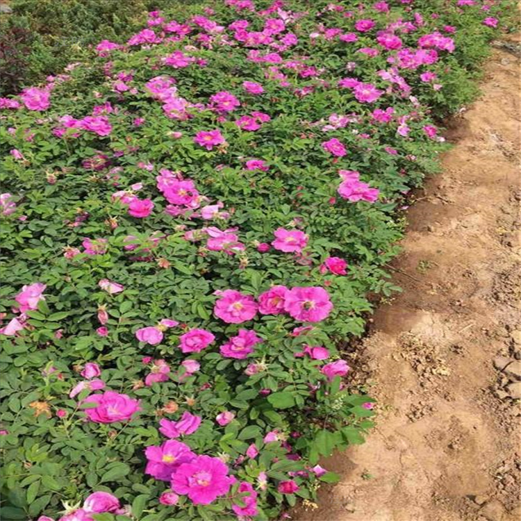 花海打造四季玫瑰小苗 公园绿化四季玫瑰供应 江瑞园艺 欢迎询价