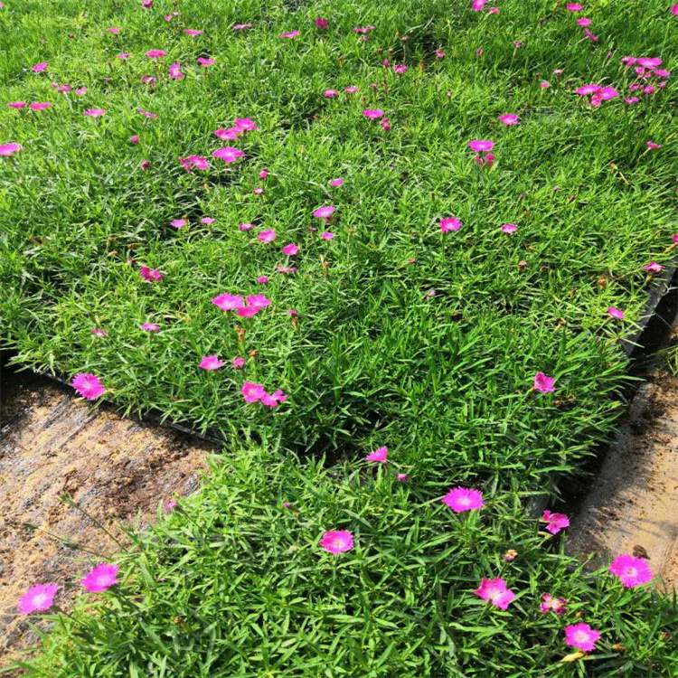 路灯灯杆绿化花卉欧石竹 路口摆放鲜花花柱欧石竹 江瑞承接绿化花柱摆放施工