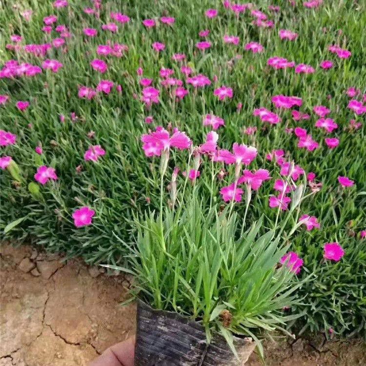 青州草花 欧石竹小苗 欧石竹供货商 产地供应