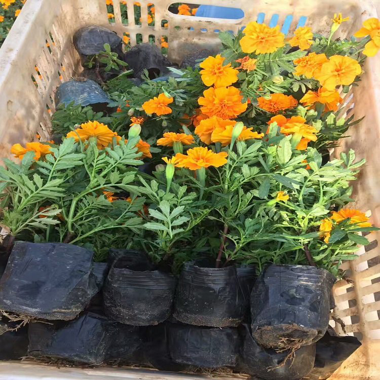 采购基地 西番菊 山东草花 孔雀草批发商
