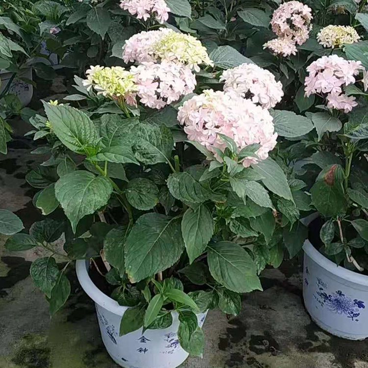 绣球报价 新希望花卉 绣球盆苗 山东观赏花卉