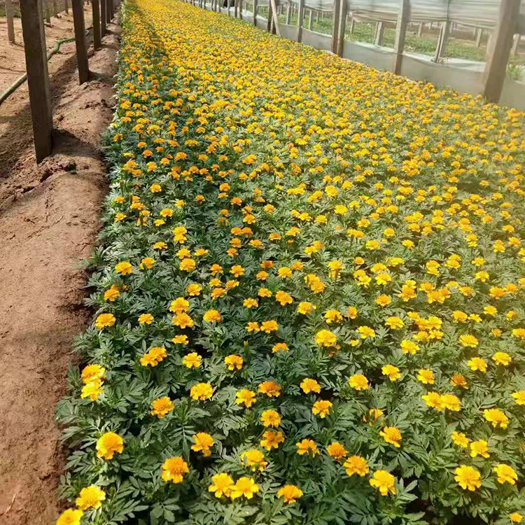 花农自营 小万寿菊 青州草花 孔雀草价格