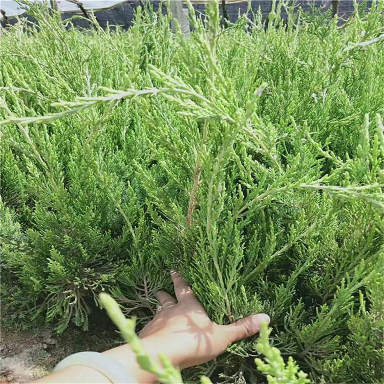 小龙柏供货商 苗圃销售 新希望小龙柏 青州常绿灌木