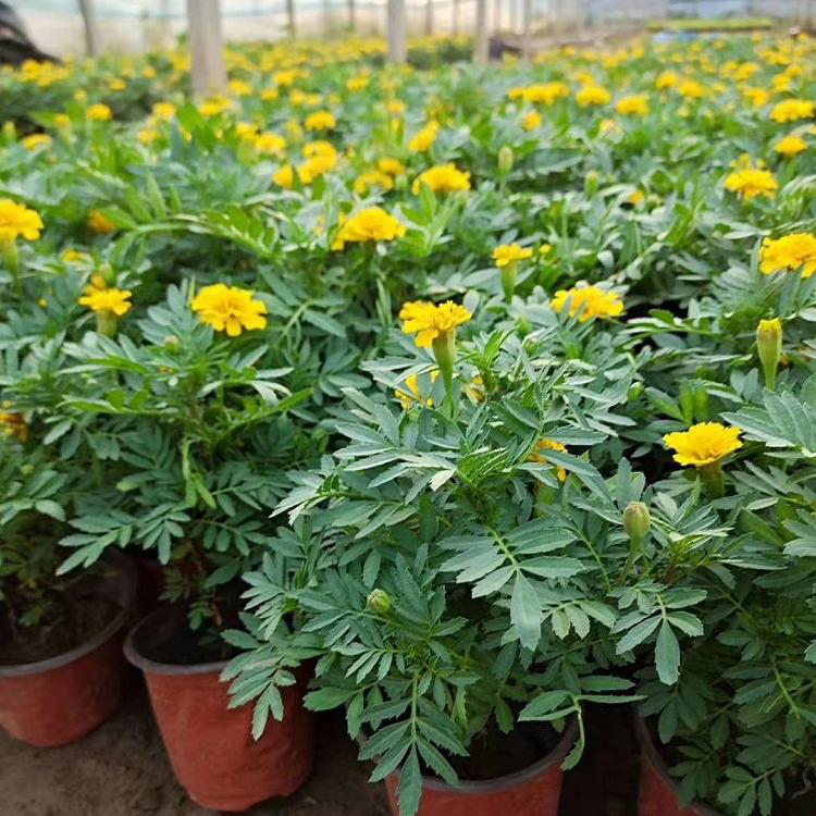 欢迎选购 小万寿菊 青州草花 孔雀草供销