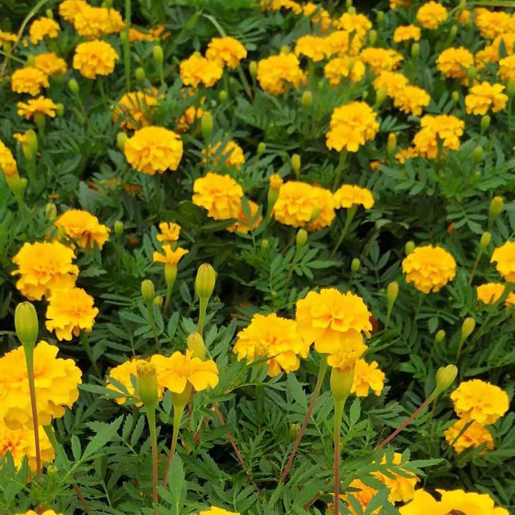 基地种植 孔雀草杯苗 青州草花 孔雀草报价
