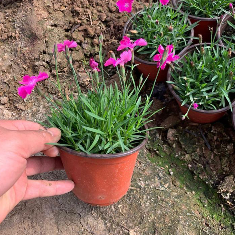 青州草花 花海欧石竹 欧石竹价格 长势好