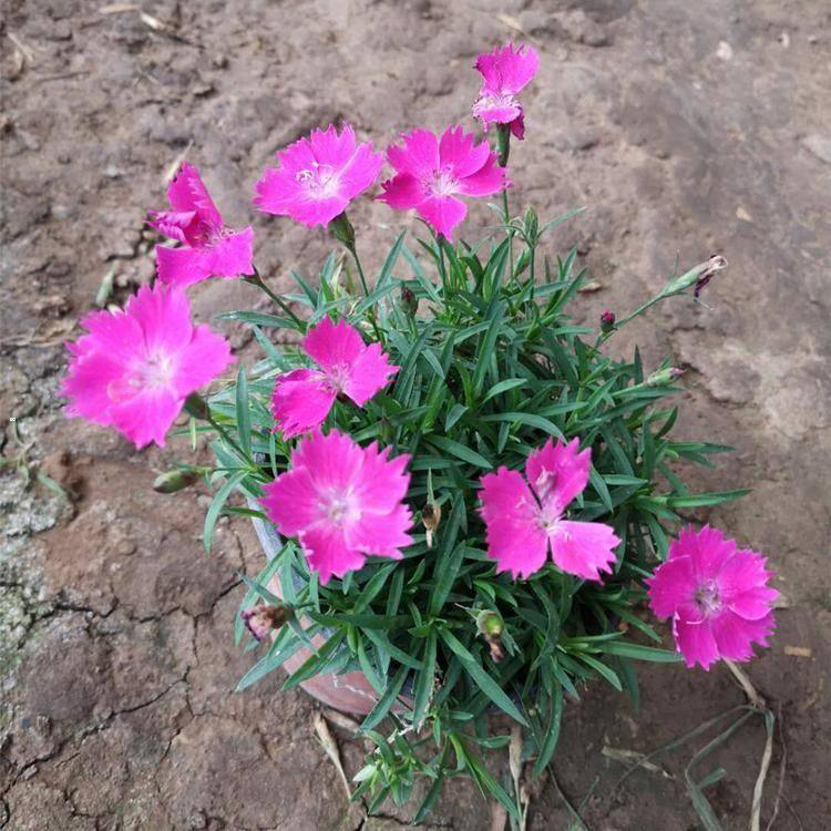 耐寒草花苗 绿化工程用欧石竹 欧石竹批发 产地供应