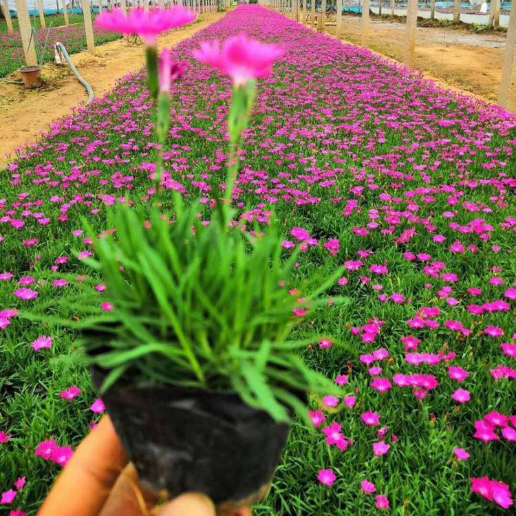 耐寒草花苗 欧石竹小苗 欧石竹批发 价格从优
