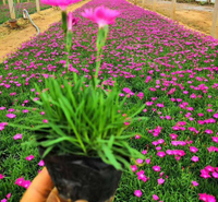 青州草花 绿化工程用欧石竹 欧石竹行情 苗圃基地批发