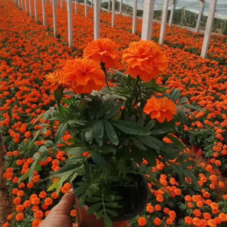 欢迎选购 西番菊 山东草花 孔雀草报价