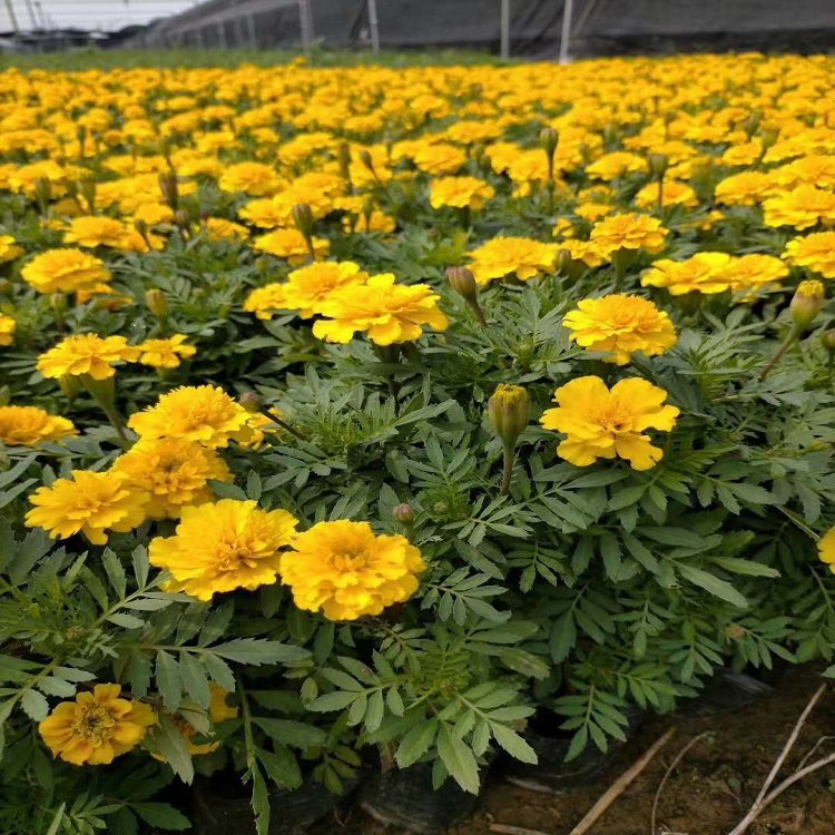 采购基地 缎子花 青州观赏花卉 孔雀草出售