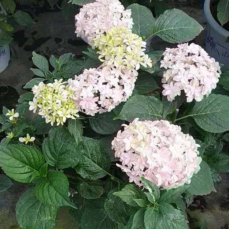绣球基地 好苗售卖地 绣球盆苗 青州苗木