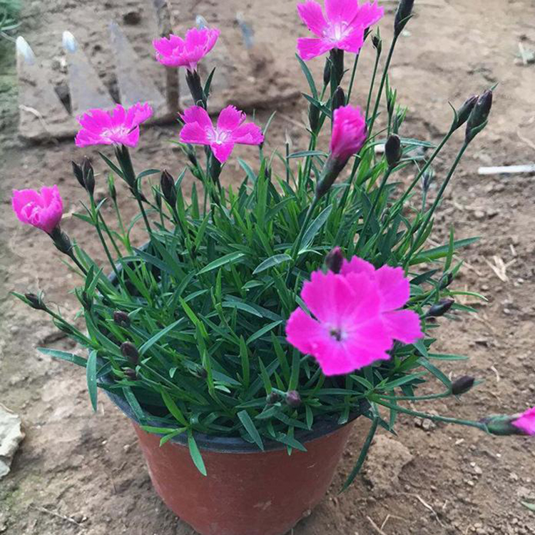 青州草花 欧石竹小苗 欧石竹报价 产地供应