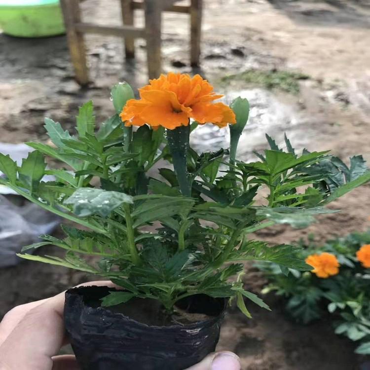 欢迎选购 红黄草 宿根草花批发 孔雀草种植基地