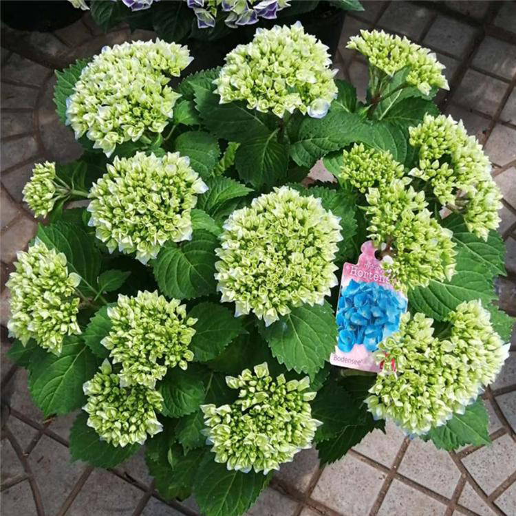 绣球批发 好苗售卖地 绣球苗 青州花卉批发
