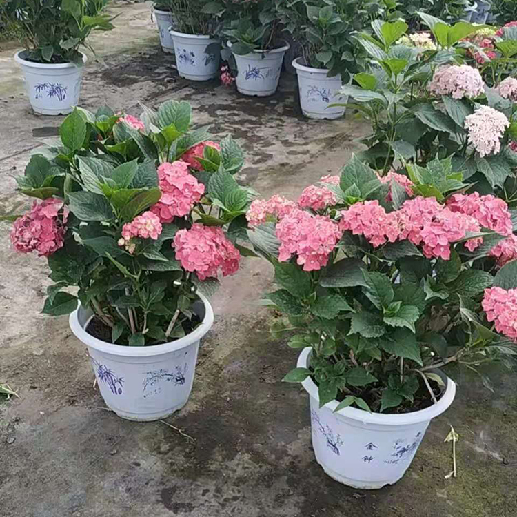 绣球基地 好苗预定 绣球苗 青州苗木