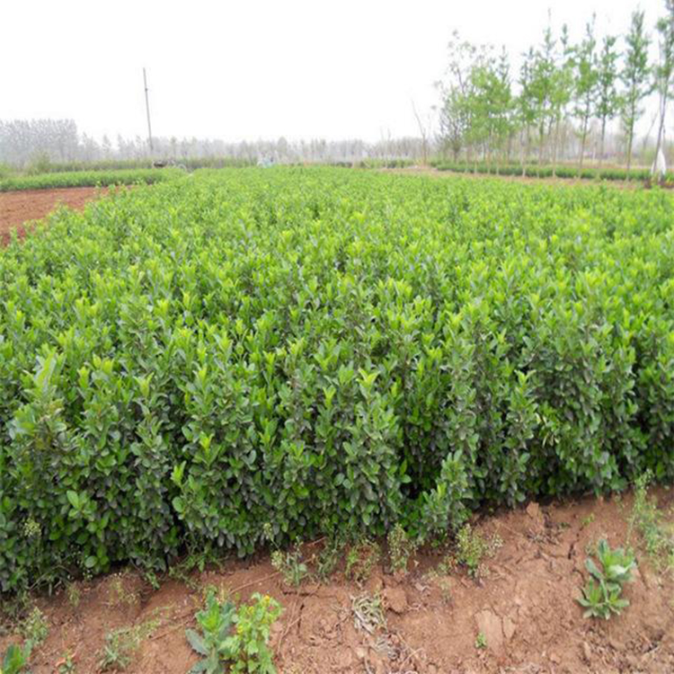 新希望苗木 地栽卫矛 卫矛种植基地 山东苗木基地