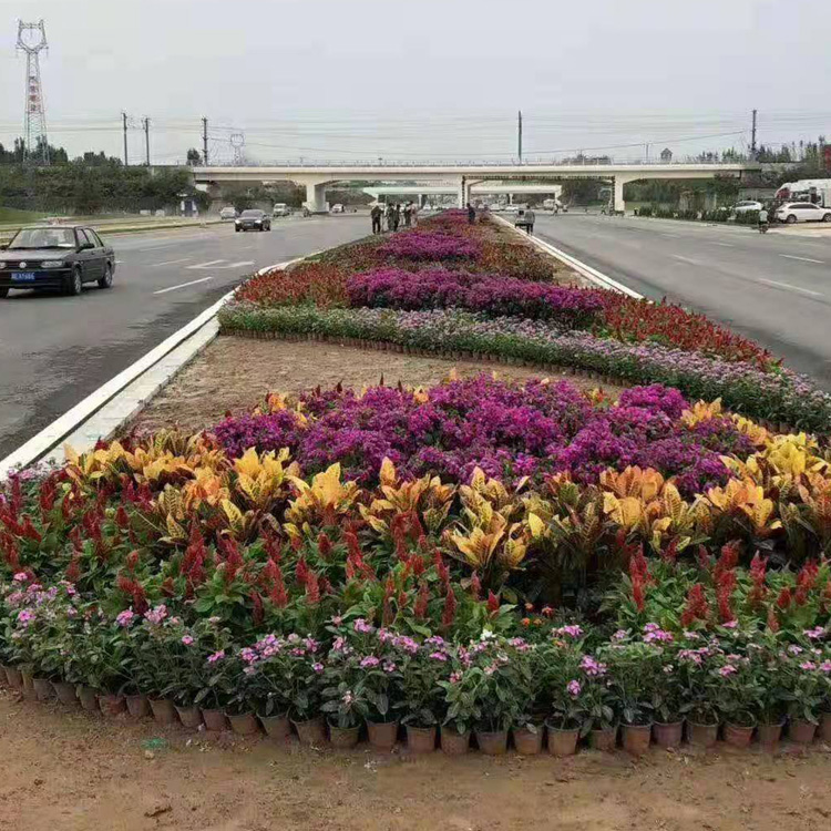 组摆草花 广场组摆 花柱 花箱 花坛  设计施工养护