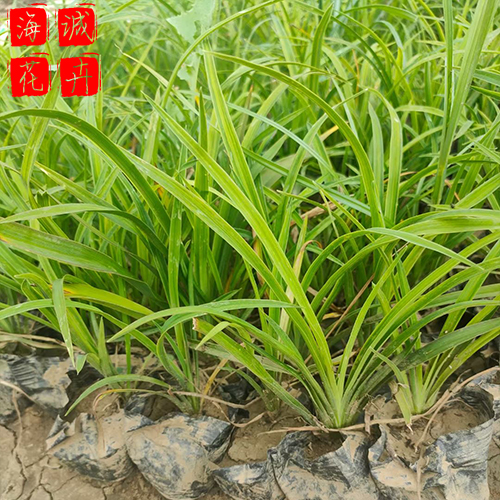 绿化工程大花萱草 大花萱草批发  绿化苗木花卉大花萱草
