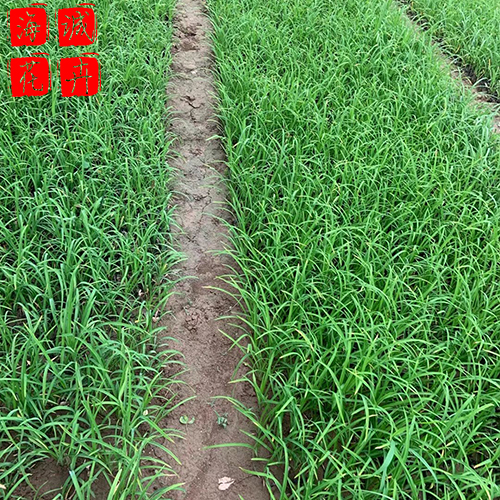 公路绿化大花萱草 大花萱草批发  绿化苗木花卉大花萱草