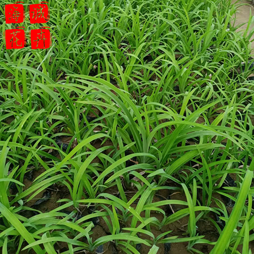 大花萱草绿化设计 大花萱草批发  绿化苗木花卉大花萱草