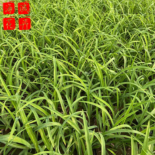 公园绿化大花萱草 大花萱草批发  绿化苗木花卉大花萱草