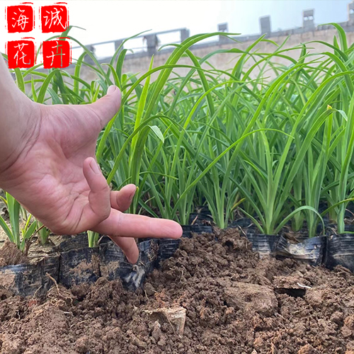 荒山绿化大花萱草 大花萱草批发  绿化苗木花卉大花萱草