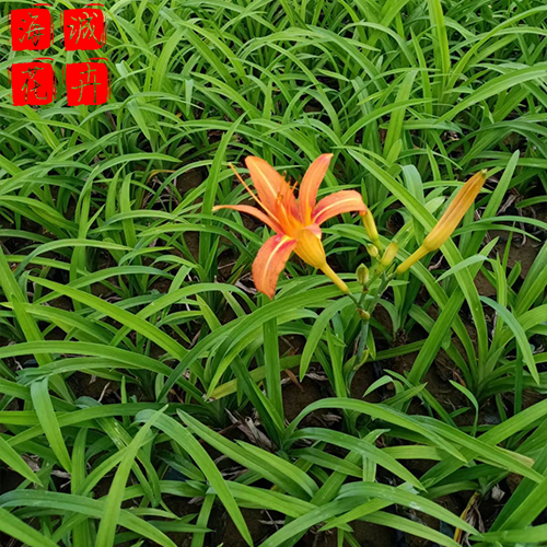 观赏大花萱草 大花萱草批发  绿化苗木花卉大花萱草
