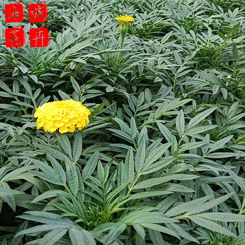 景区绿化万寿菊 万寿菊批发  绿化苗木花卉万寿菊