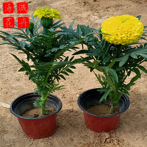 绿化工程万寿菊 万寿菊批发  绿化苗木花卉万寿菊