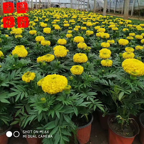 荒山绿化万寿菊 万寿菊批发  绿化苗木花卉万寿菊