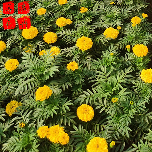 村庄绿化万寿菊 万寿菊批发  绿化苗木花卉万寿菊