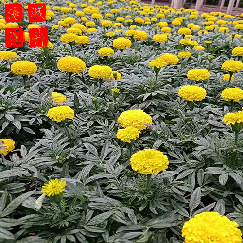 万寿菊小苗 万寿菊批发  绿化苗木花卉万寿菊