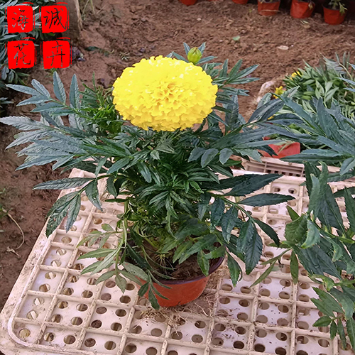 绿化带万寿菊 万寿菊批发  绿化苗木花卉万寿菊