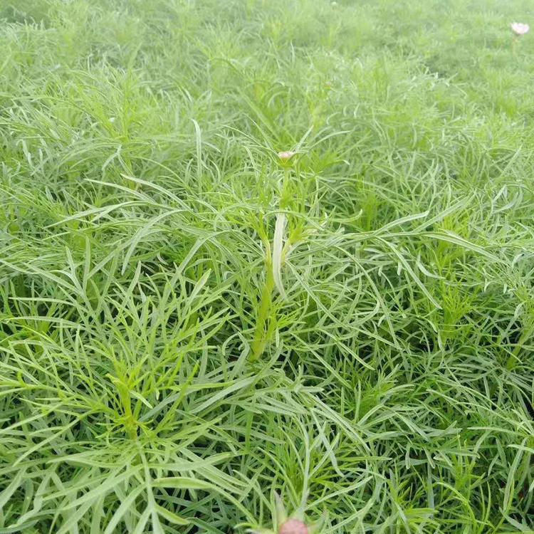 小区花坛点缀格桑花  大波斯菊种子   花色丰富观赏性好